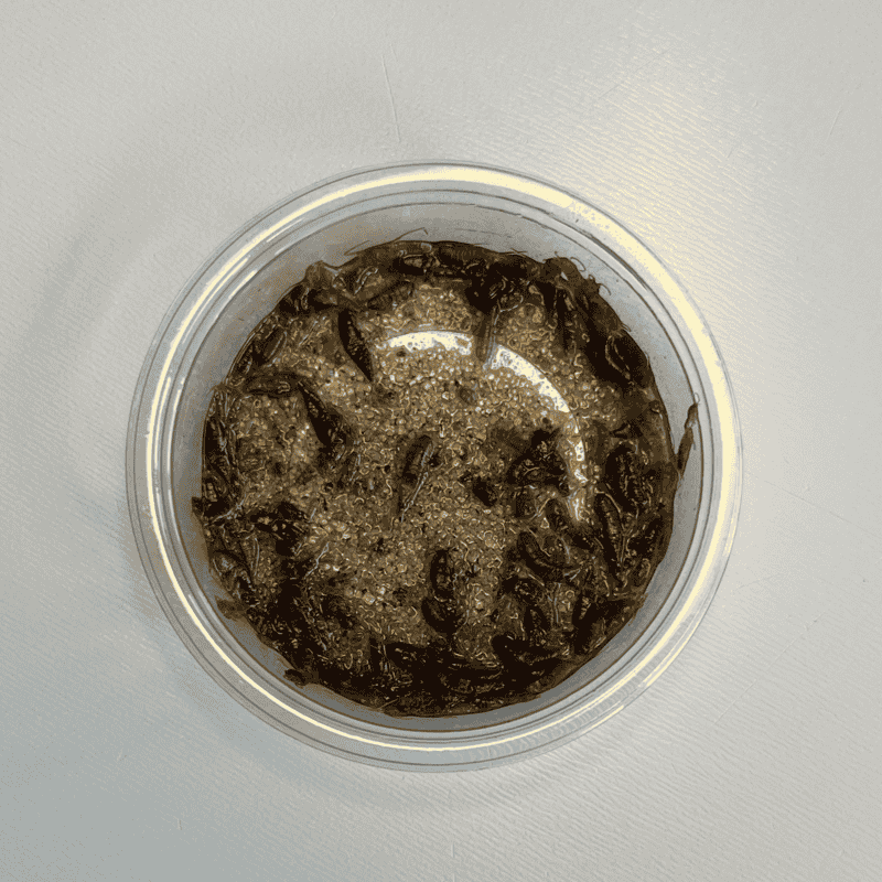 12 sæt skægkræ fælder